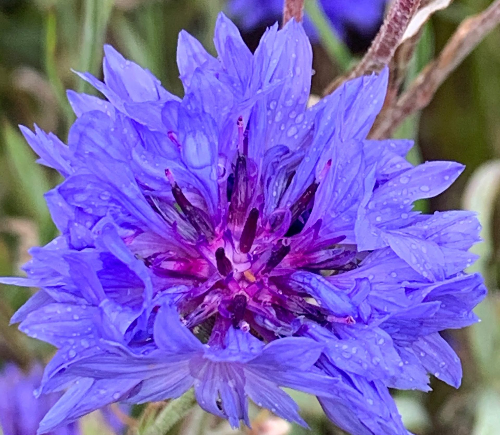 Purple Flower